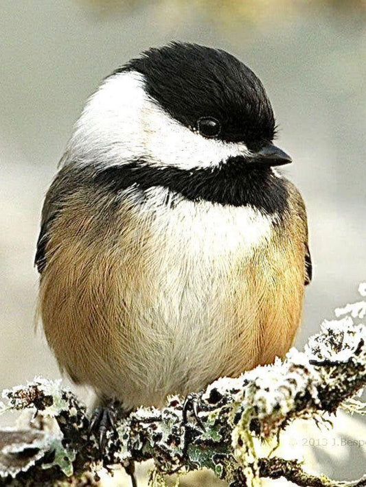 Chickadee | Diamond Painting