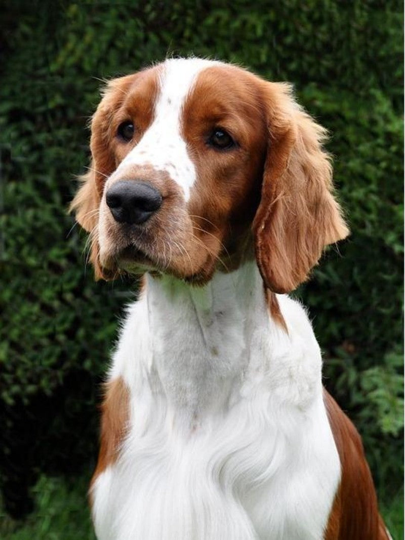 Brittany Spaniel Dog | Diamond Painting