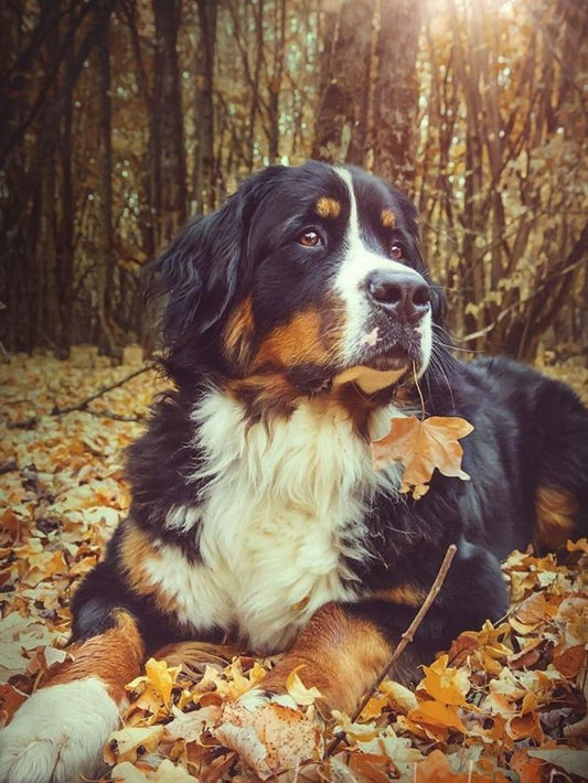Bernese Mountain Dog | Diamond Painting