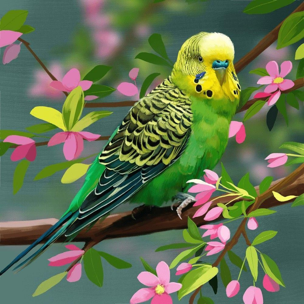 Budgie | Diamond Painting