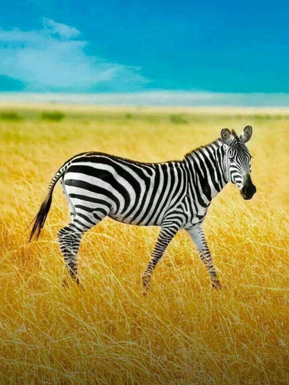Zebra | Diamond Painting