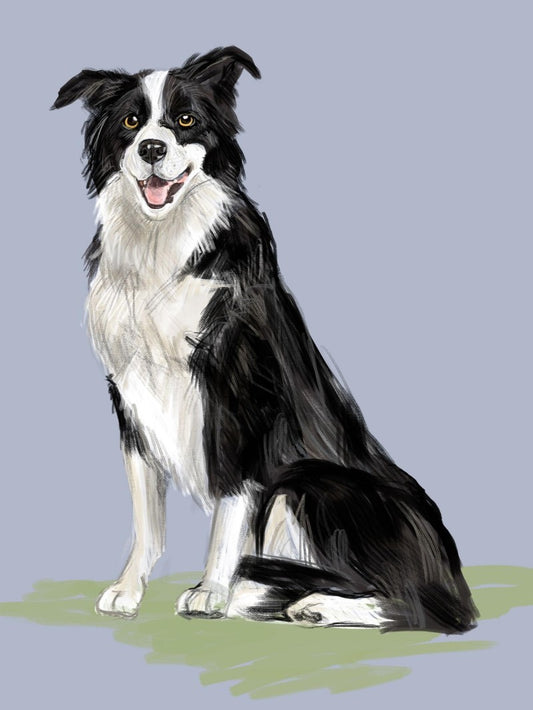 Dog Border Collie | Diamond Painting