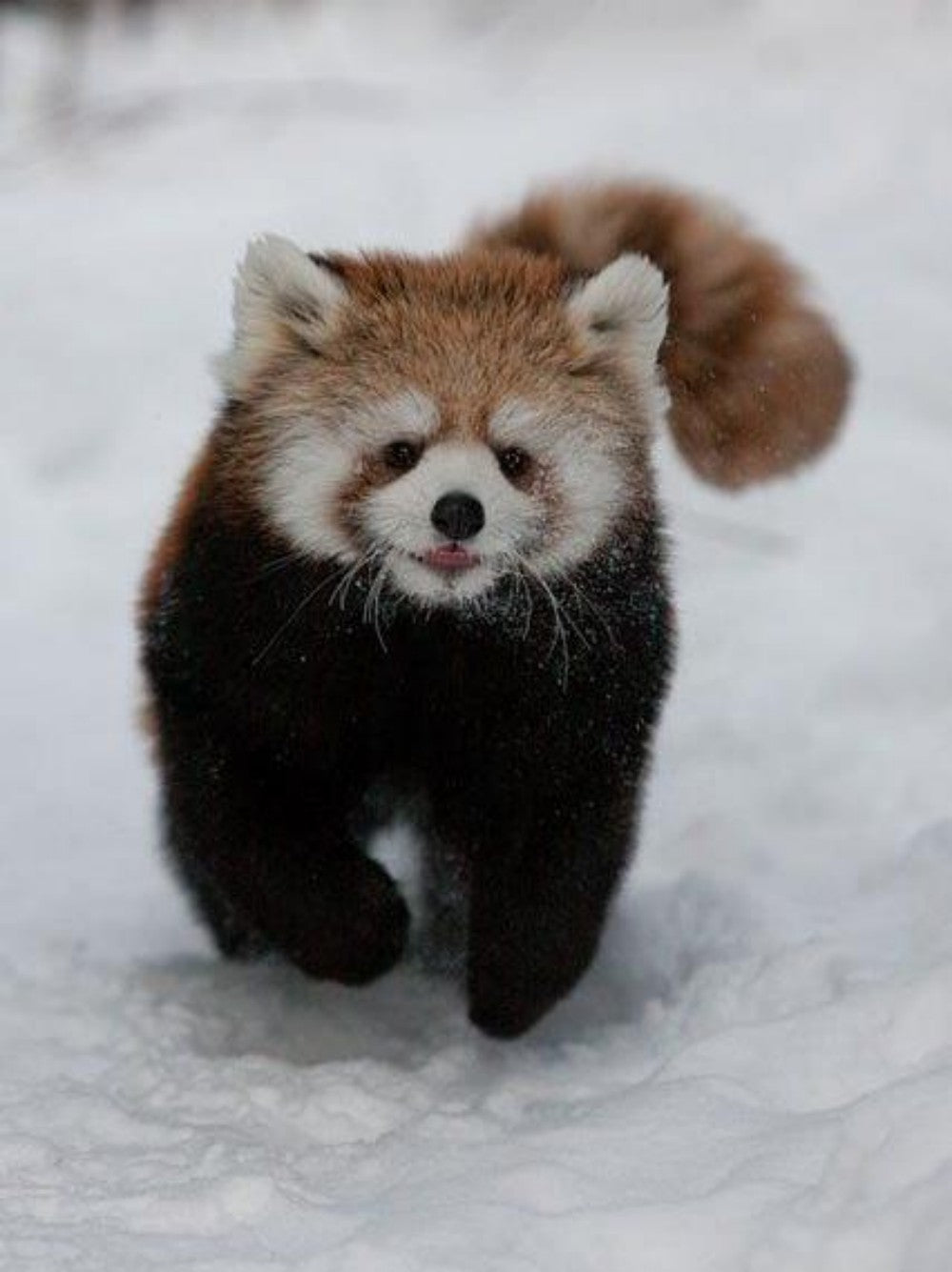 Red Panda | Diamond Painting