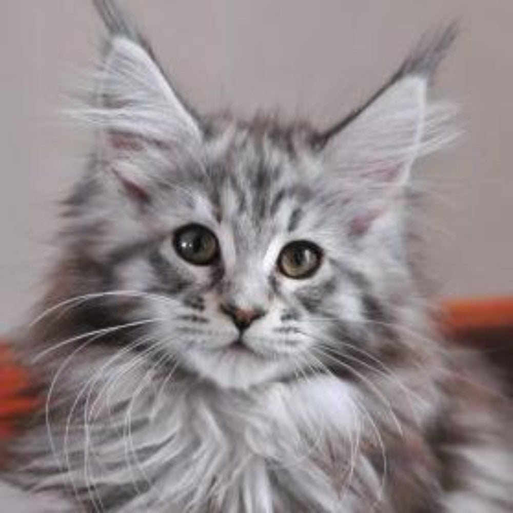 Maine Coon | Diamond Painting