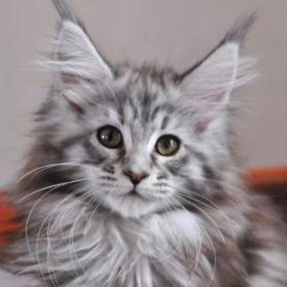 Maine Coon | Diamond Painting