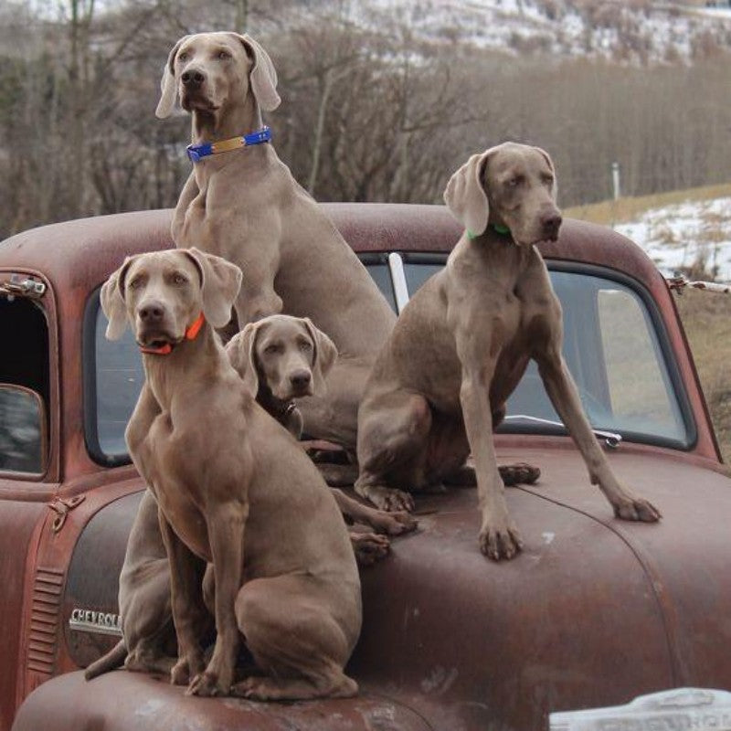 Weimaraner Dog | Diamond Painting