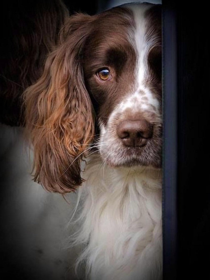 English Springer Spaniel Dog | Diamond Painting