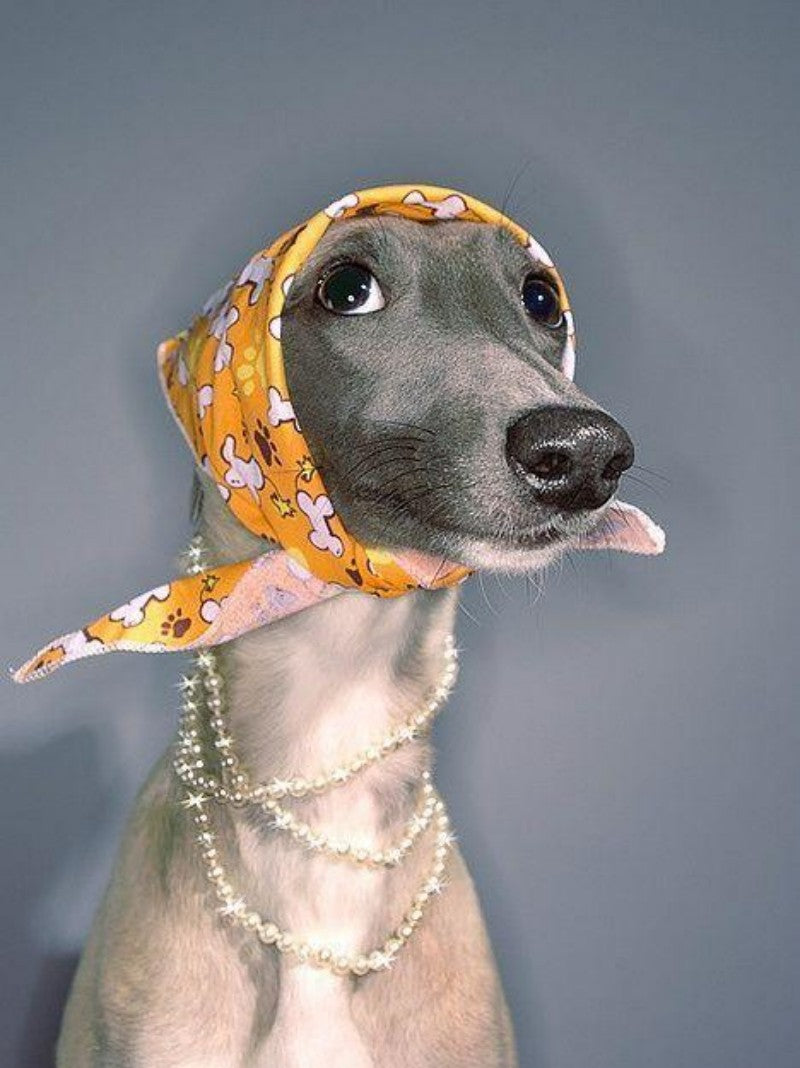 Greyhound Dog | Diamond Painting
