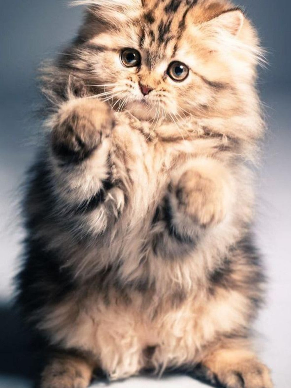 Maine Coon | Diamond Painting