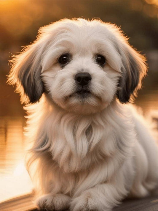 Havanese Dog | Diamond Painting
