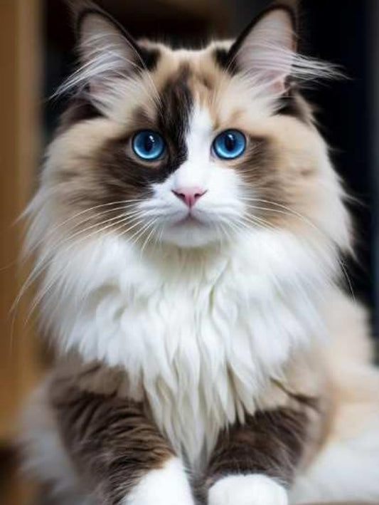 Ragdoll Cat | Diamond Painting