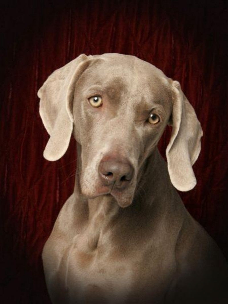 Weimaraner Dog | Diamond Painting