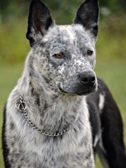 Cattle Dog (Blue Heeler) | Diamond Painting