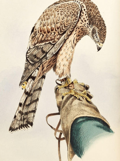 Falcon | Diamond Painting