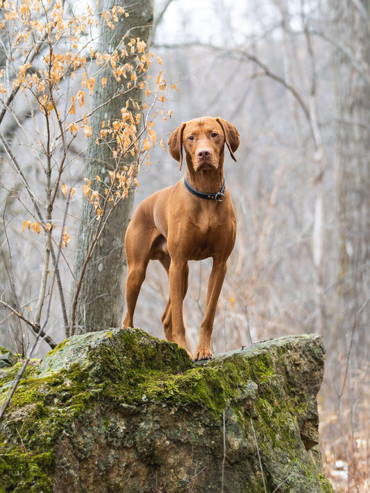 Vizsla Dog | Diamond Painting