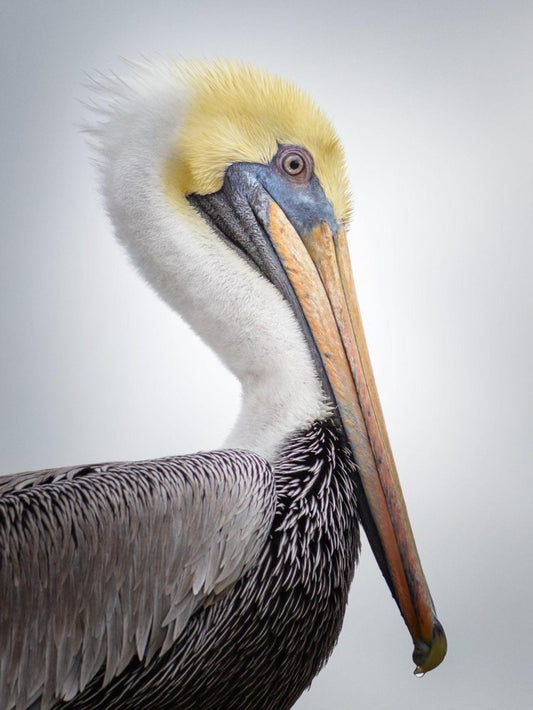 Pelican | Diamond Painting