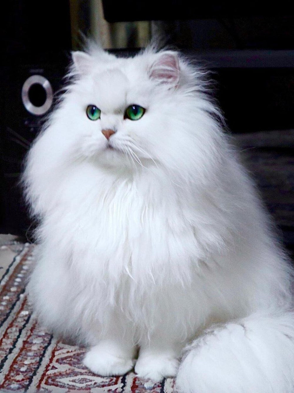 White Cat | Diamond Painting