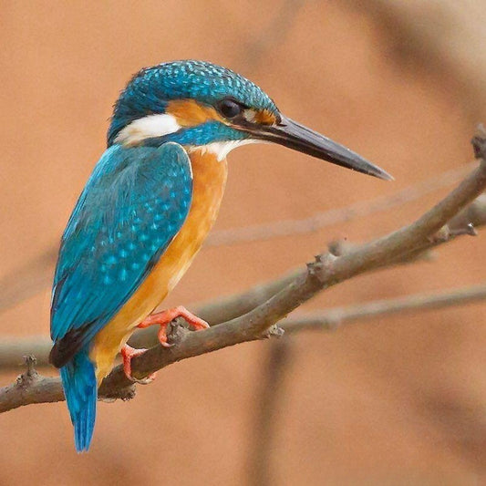 Kingfisher | Diamond Painting