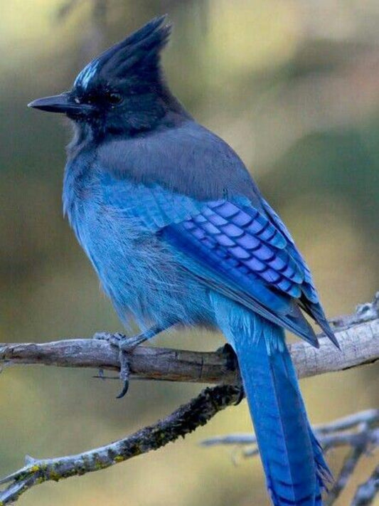 Blue Jay | Diamond Painting