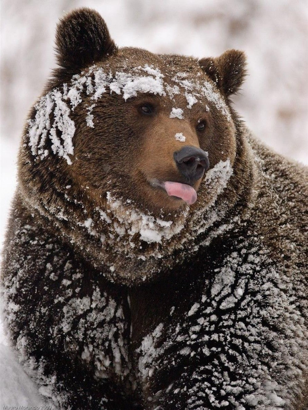 Brown Bear | Diamond Painting