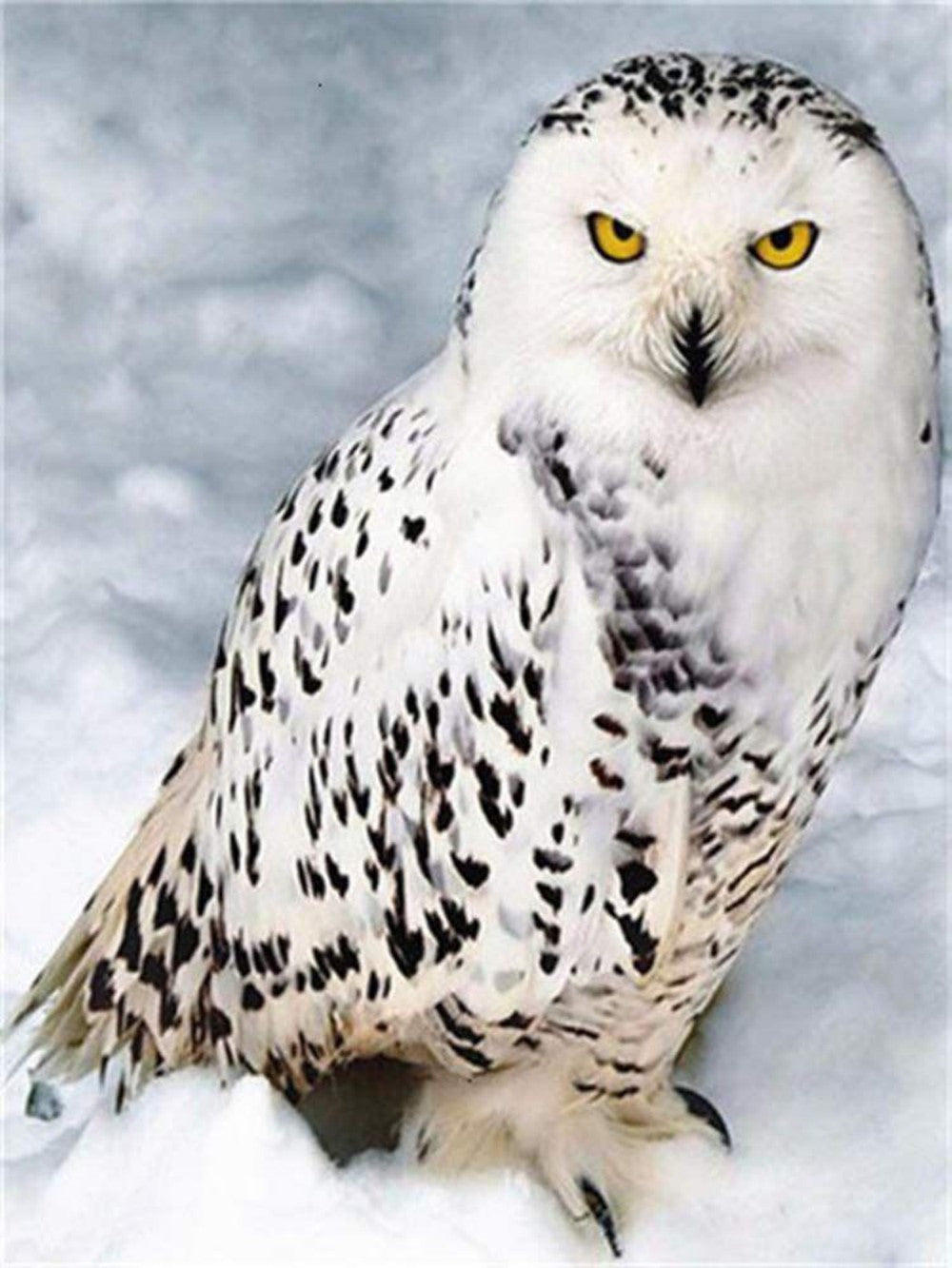 Snowy owl (White Owl) | Diamond Painting