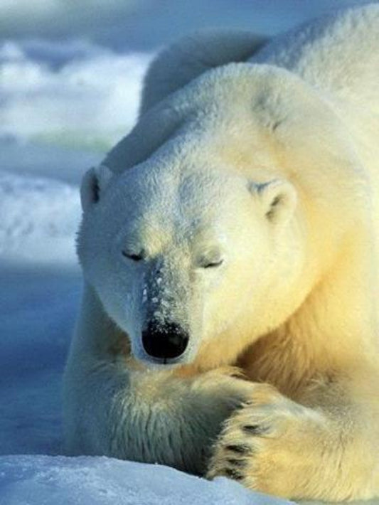 Polar Bear | Diamond Painting