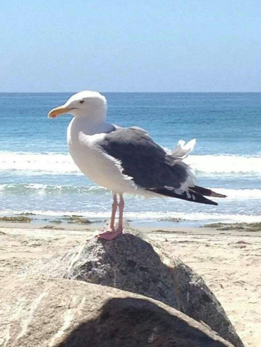 Gull | Diamond Painting