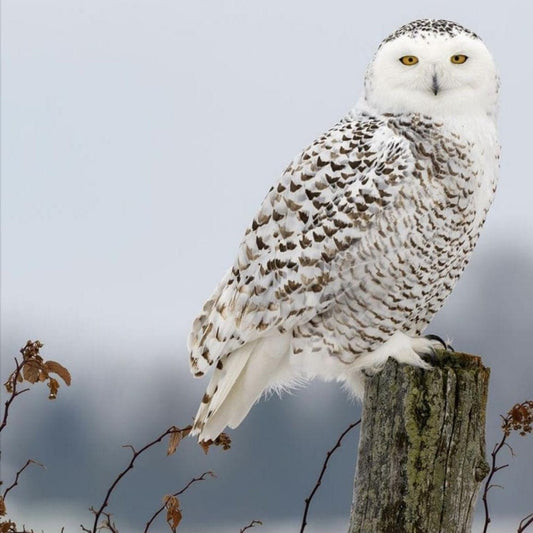 Snowy owl (White Owl) | Diamond Painting