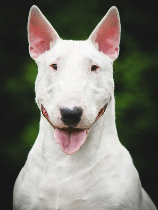English Bull Terrier Dog | Diamond Painting
