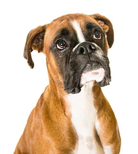 Dog Boxer | Cross Stitch Embroidery