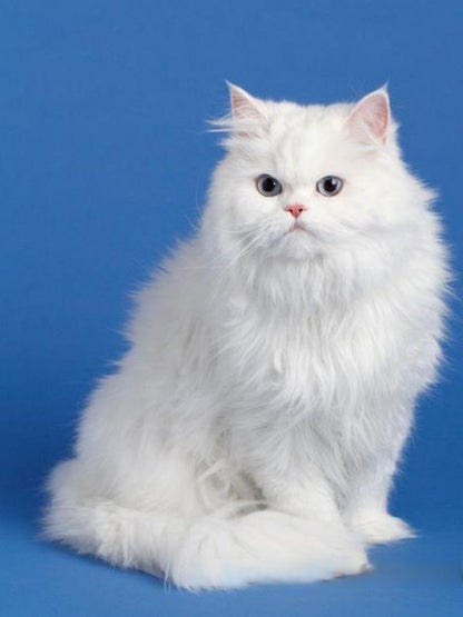 Persian Cat | Diamond Painting