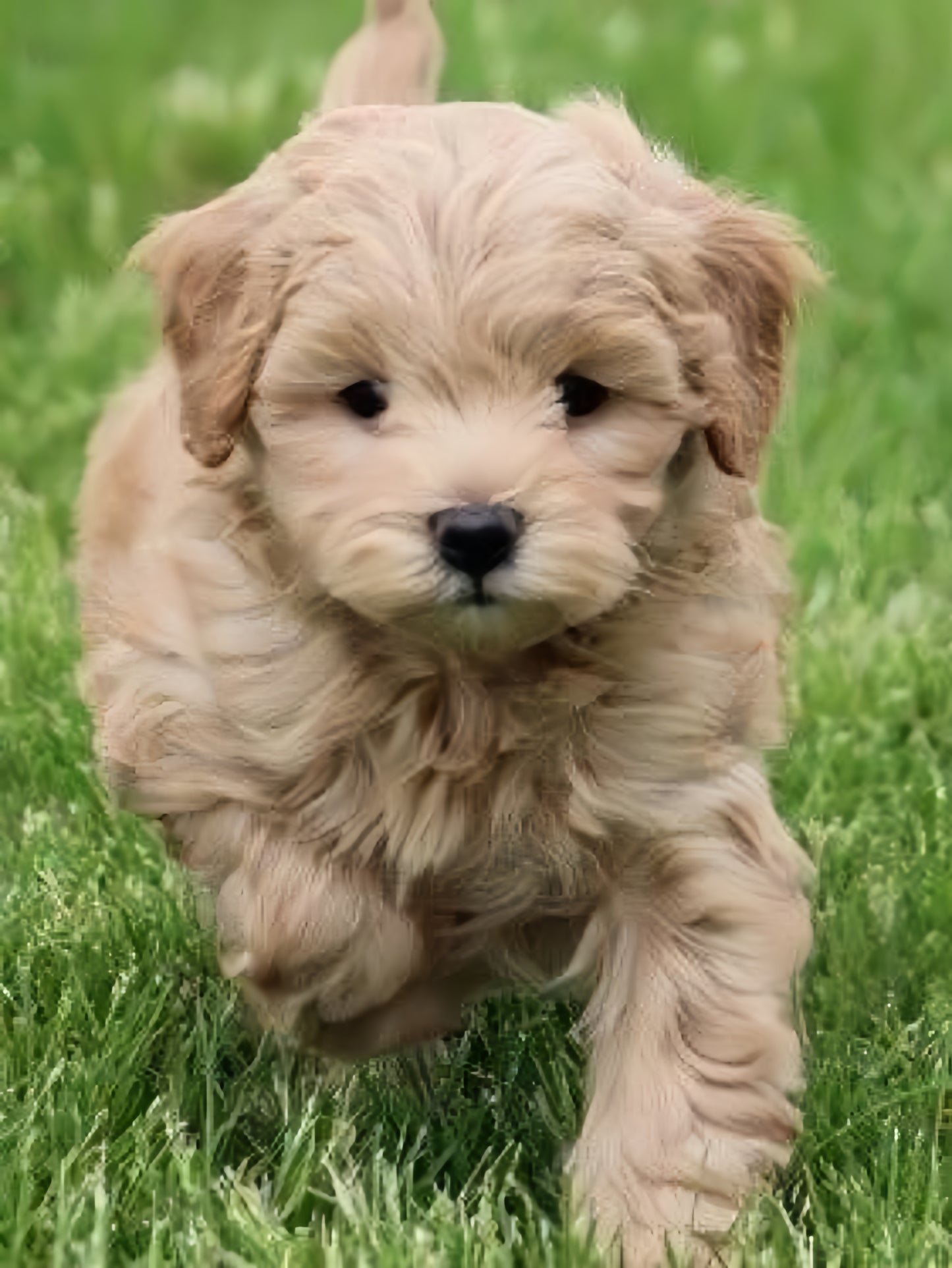 Goldendoodle Dog | Diamond Painting