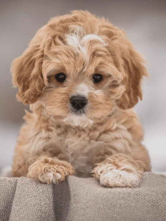 Poodle Dog | Diamond Painting