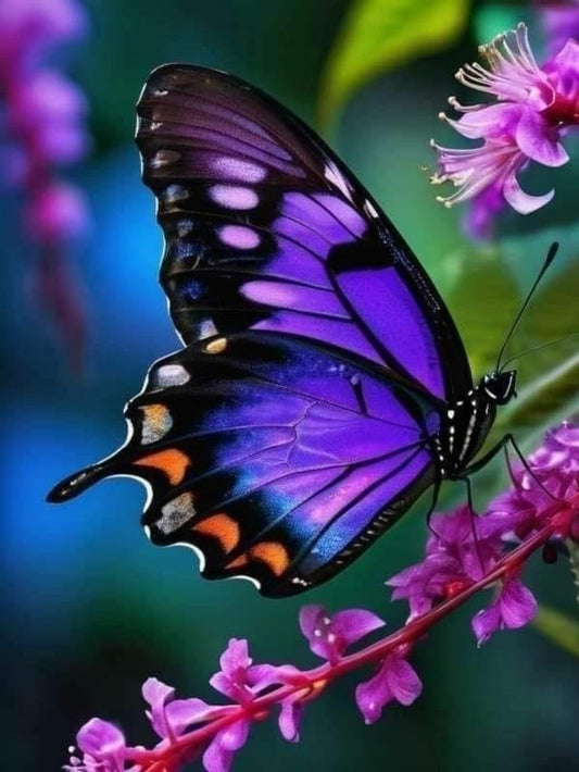 Butterfly | Diamond Painting