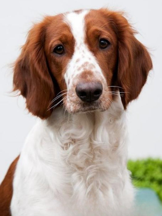 English Springer Spaniel Dog | Diamond Painting