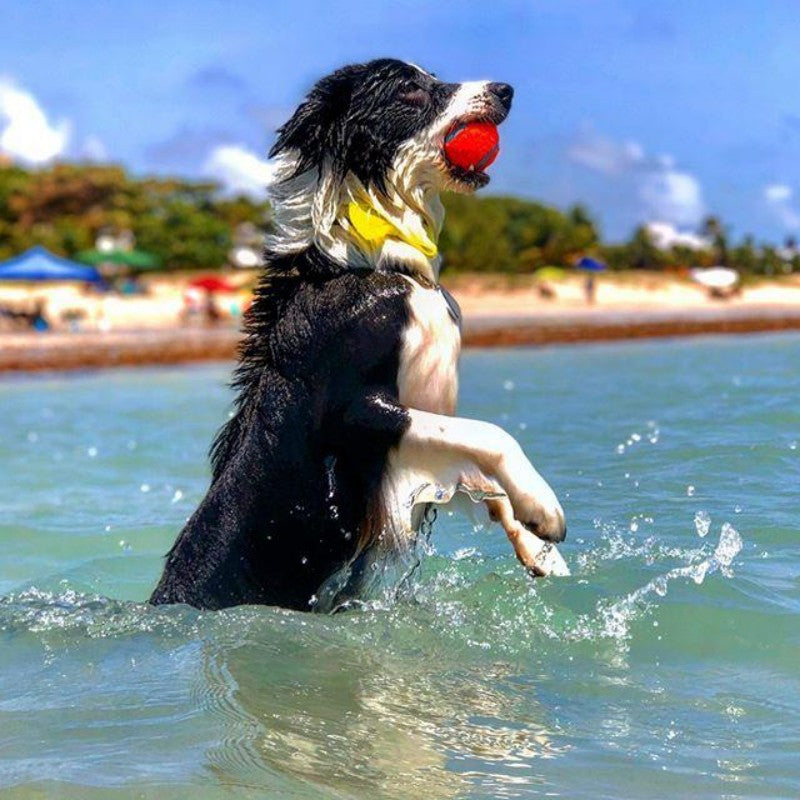 Dog Border Collie | Diamond Painting