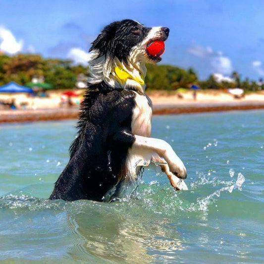 Dog Border Collie | Diamond Painting