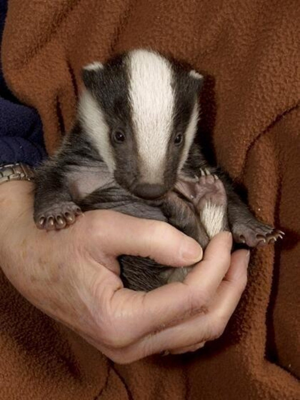 Badger | Diamond Painting