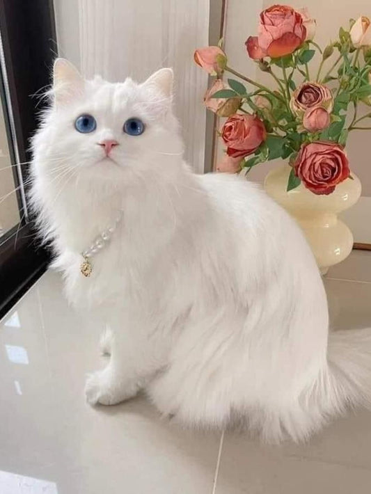 White Cat | Diamond Painting