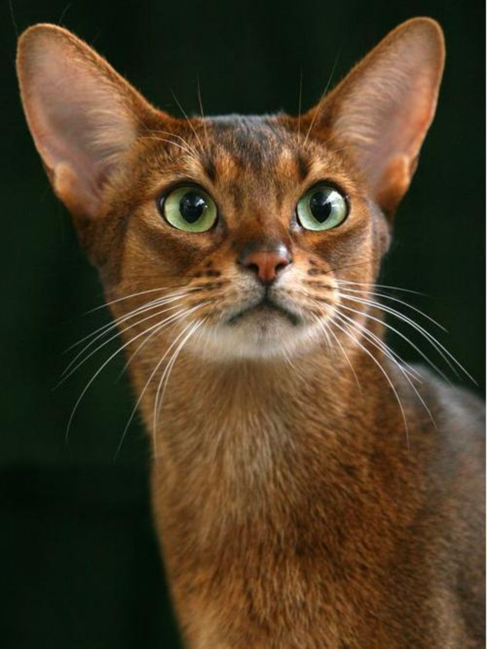 Abyssinian Cat | Diamond Painting