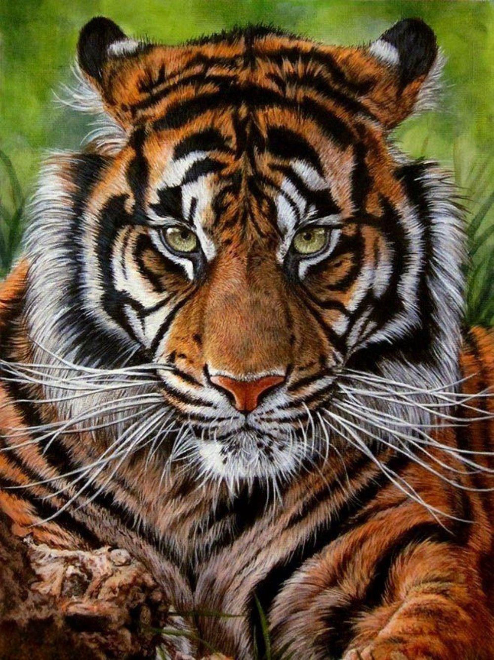 Bengal Tiger | Diamond Painting