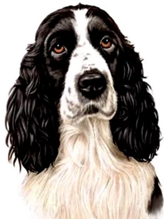 English Springer Spaniel Dog | Diamond Painting