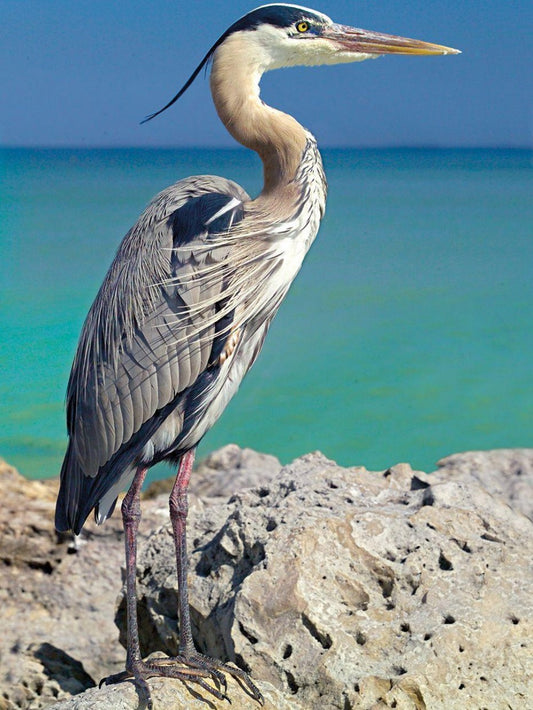 Blue Heron | Diamond Painting