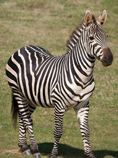 Zebra | Diamond Painting