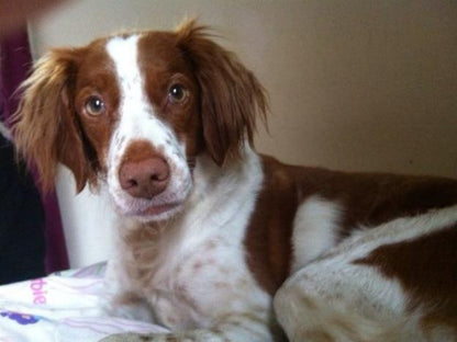 Brittany Spaniel Dog | Diamond Painting