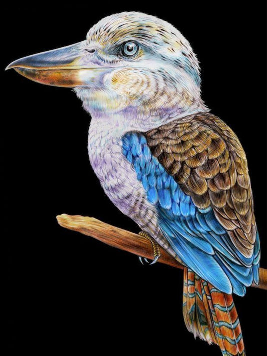 Kookaburra | Diamond Painting