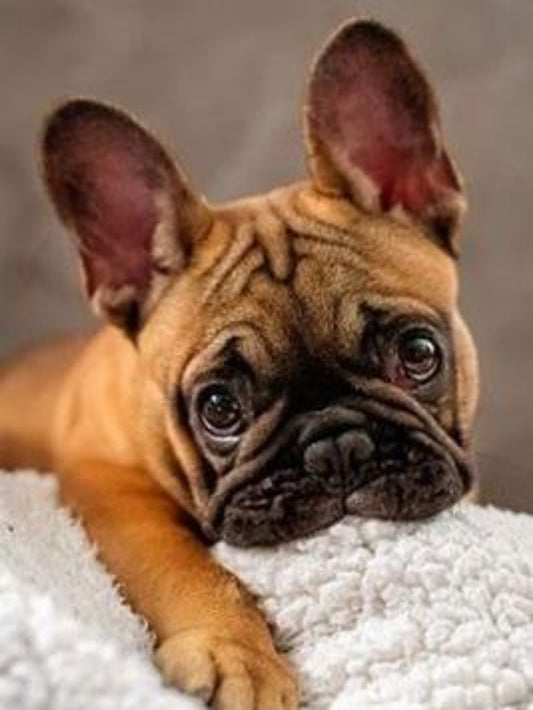 French Bulldog Dog | Diamond Painting