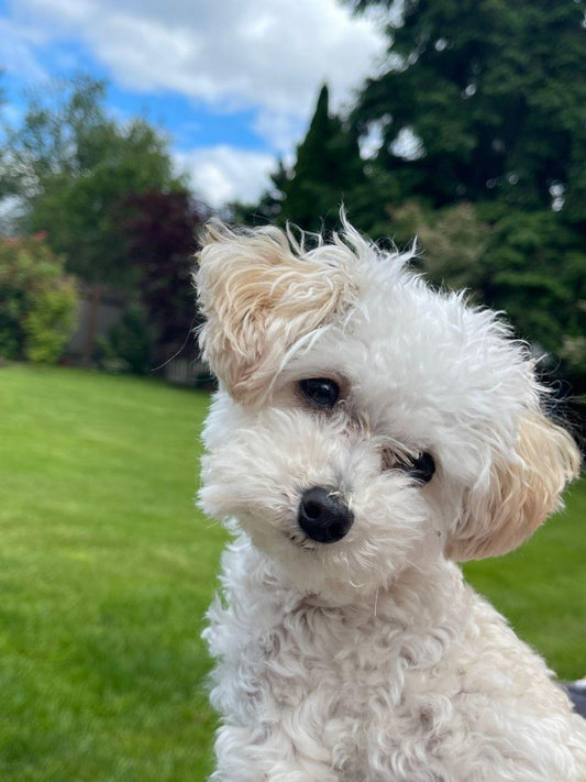 Dog Bichon Frise | Diamond Painting