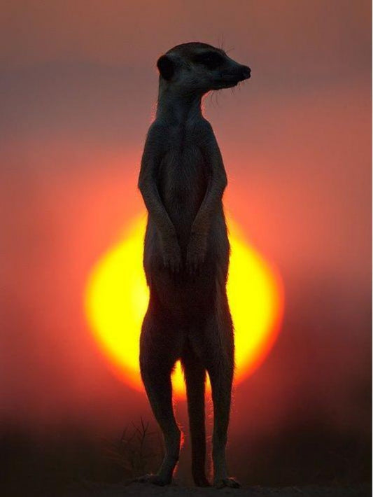 Meerkat | Diamond Painting