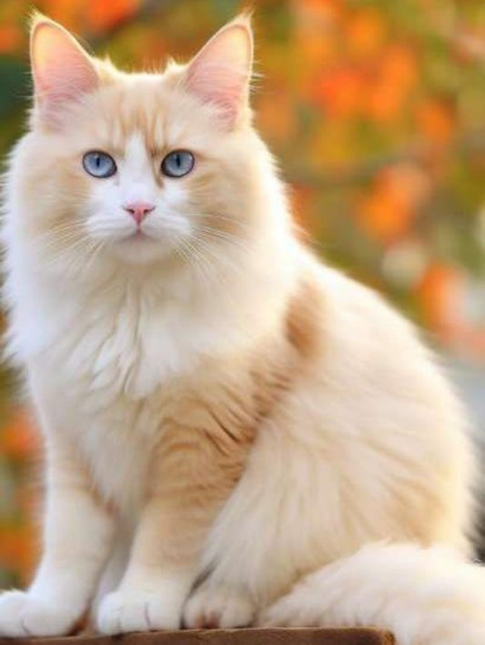 Ragdoll Cat | Diamond Painting